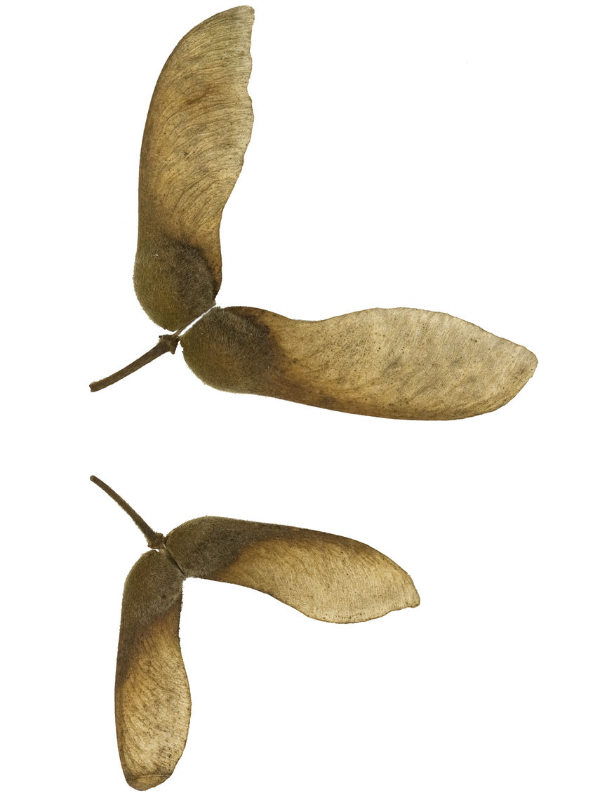 paperbark maple seed