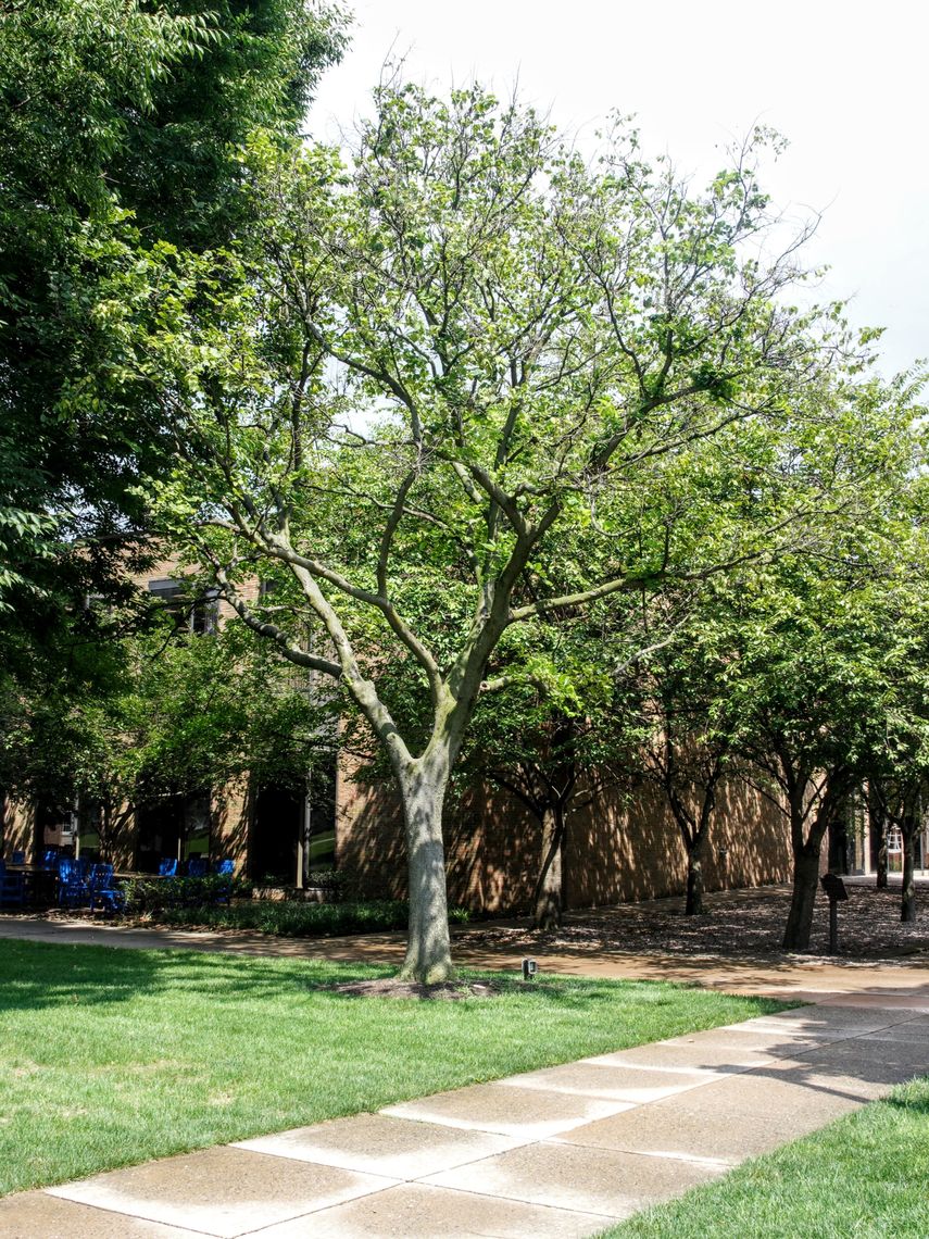 Hackberry Tree