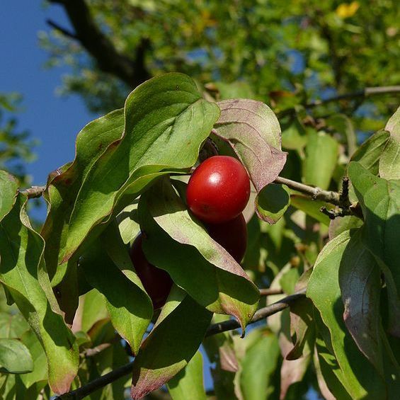 Cornus mas Fruit