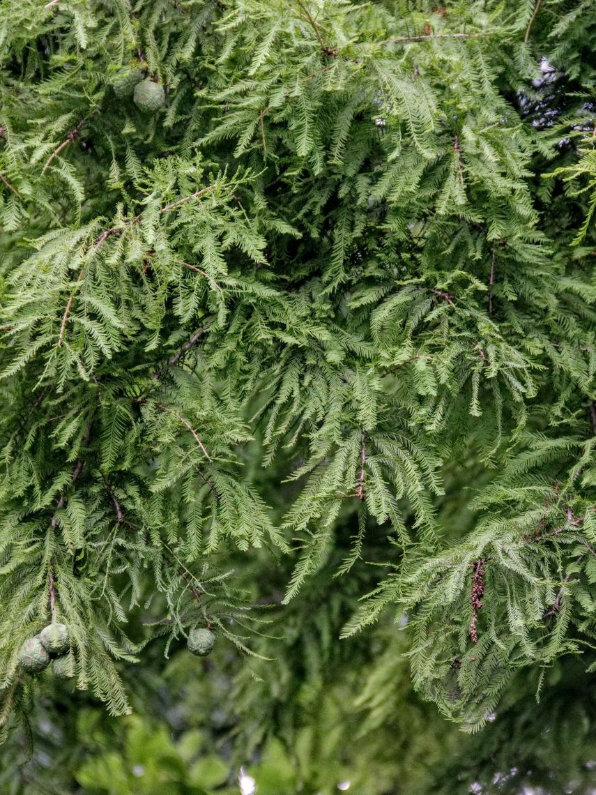 Baldcypress leaves
