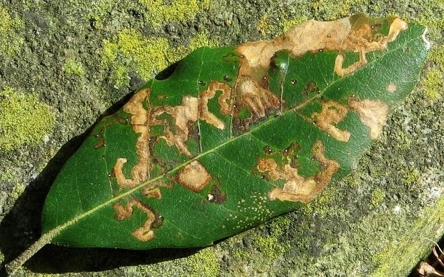 Birch Leafminer Image
