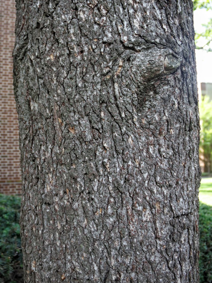 Atlas Cedar Bark