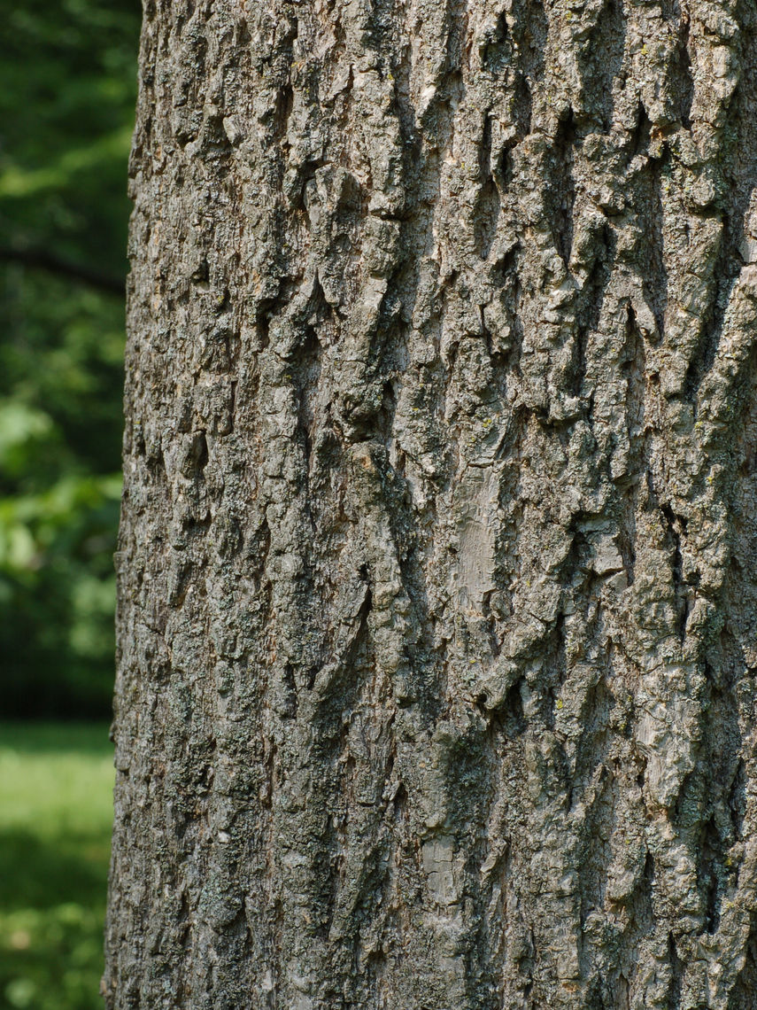 Green Ash Bark