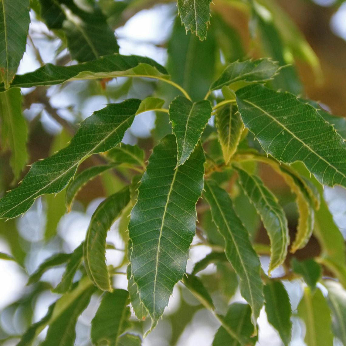 Sawtooth Oak