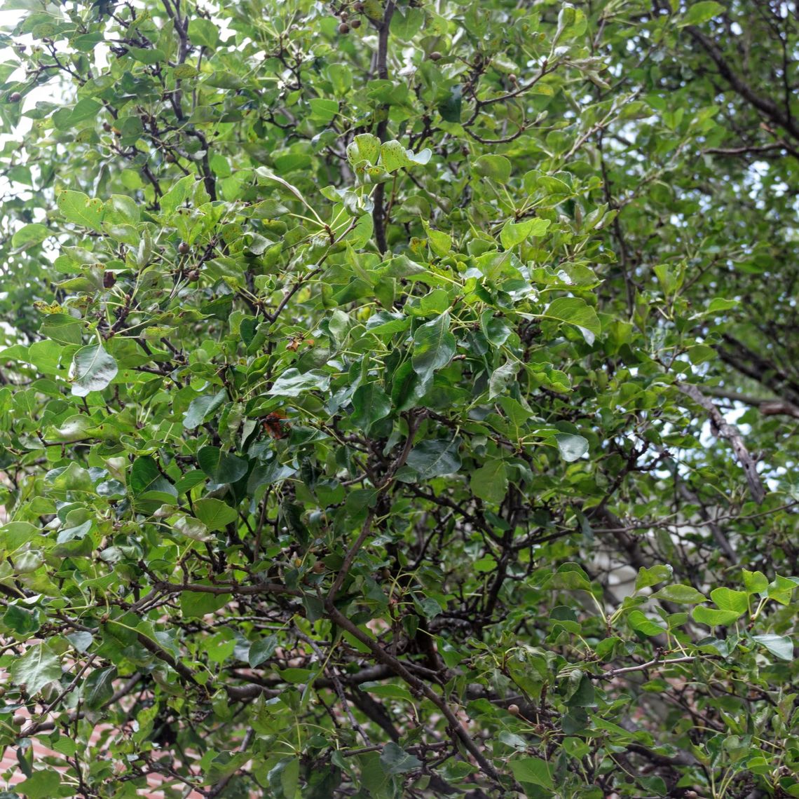 Callery Pear