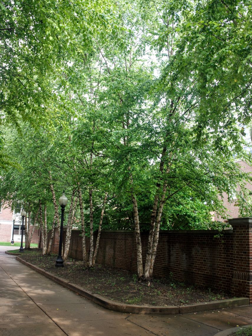 row of River Birch trees