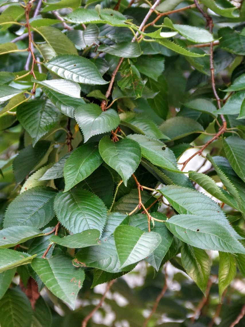 Weeping Cherry Tree  Leaves