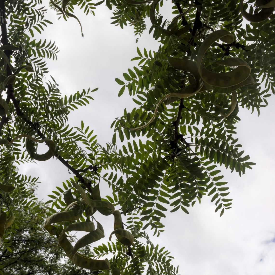 Thornless Common Honey Locust Leaves