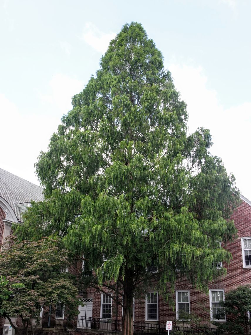 Dawn Redwood