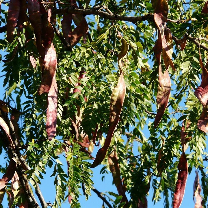 honey locust pods