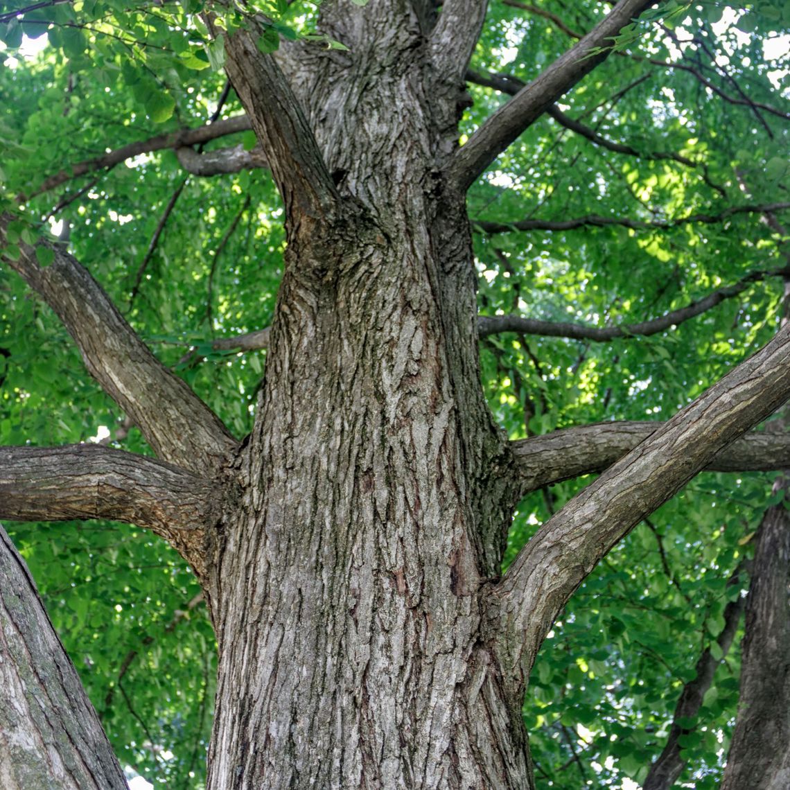 Katsura Tree Bark