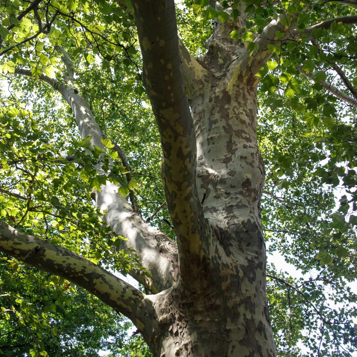 London Plane Tree bark