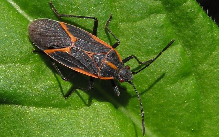 Boxelder Bug Image