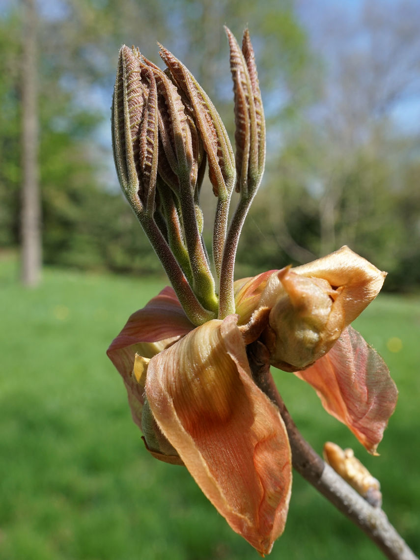 Shagbark Hickory Flower