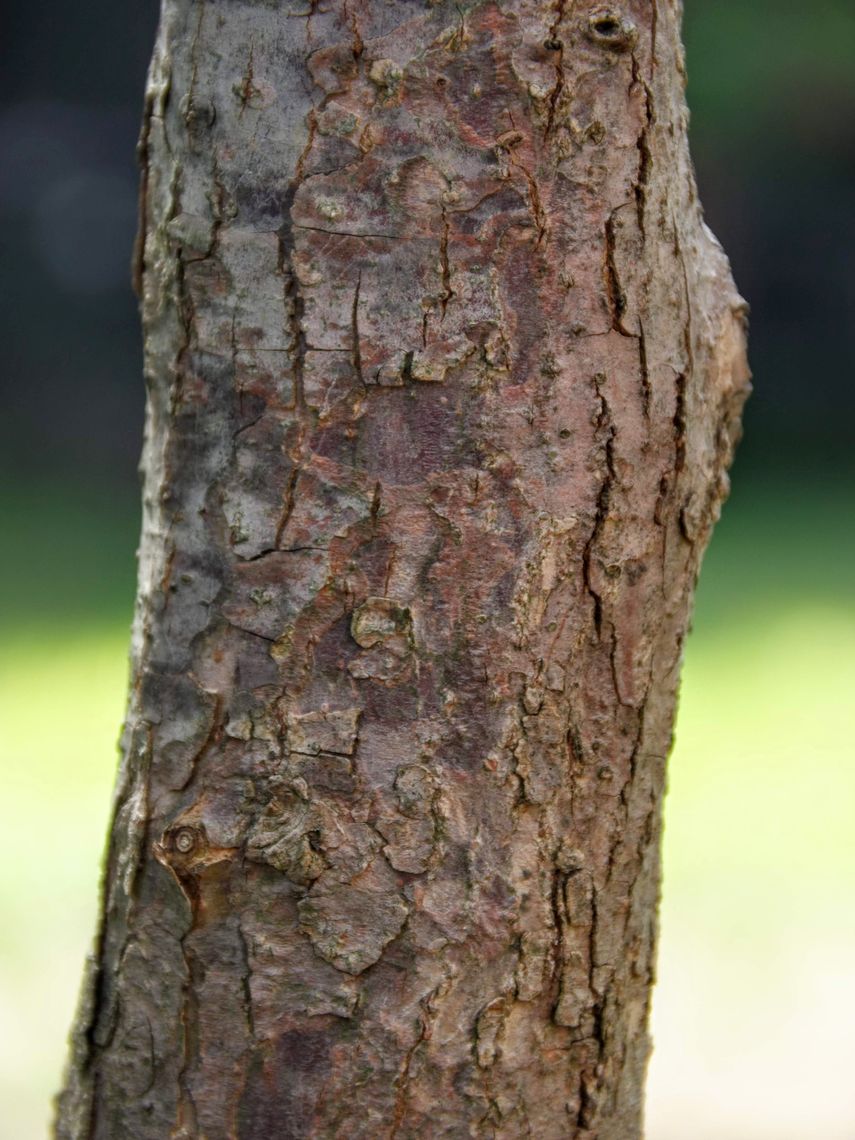 Dove Tree Bark