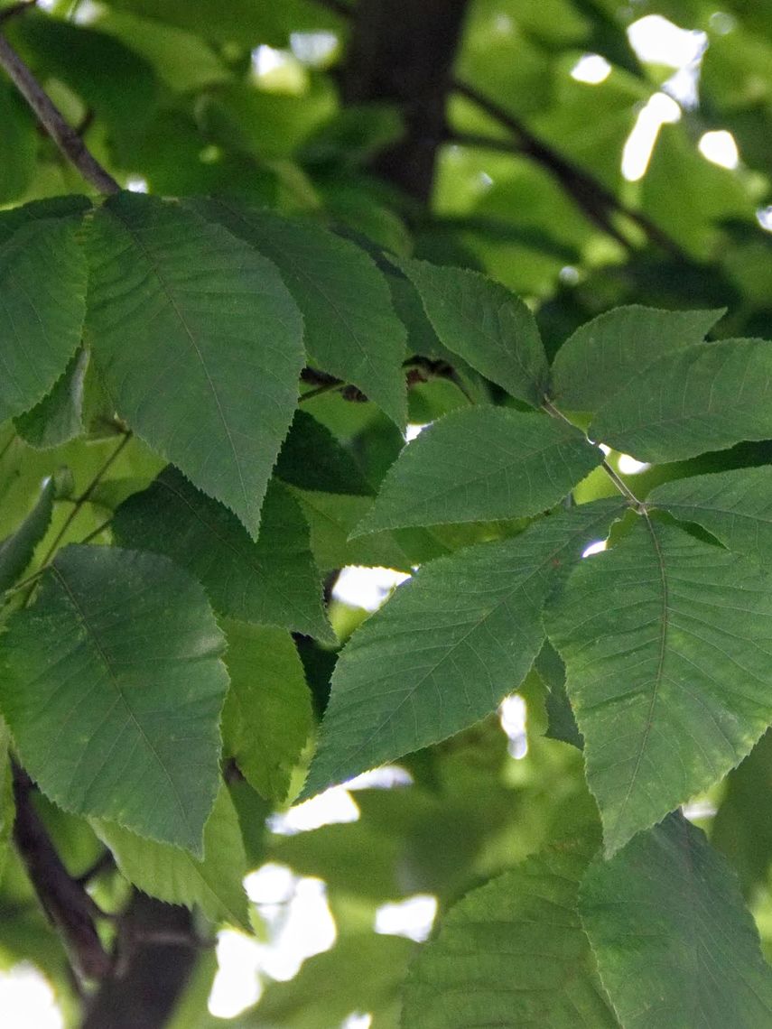 Mockernut Hickory Leaves
