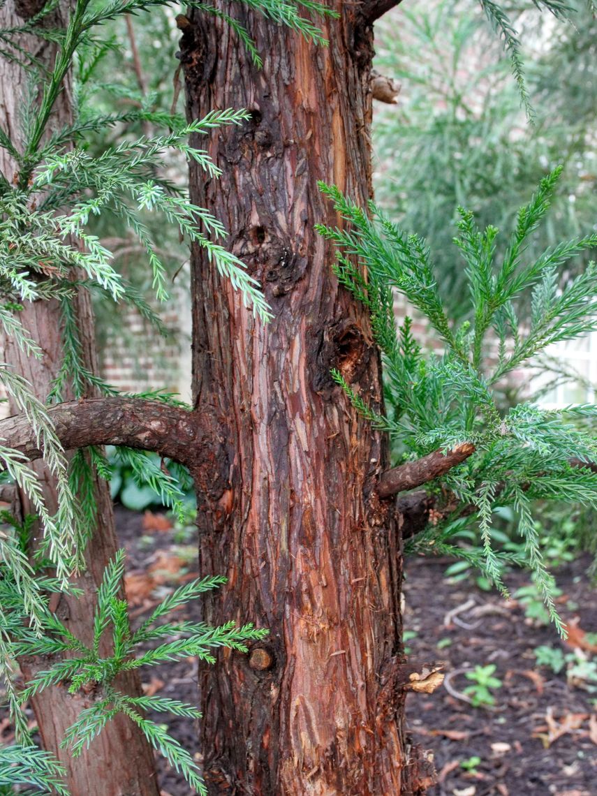 Japanese Cedar Bark