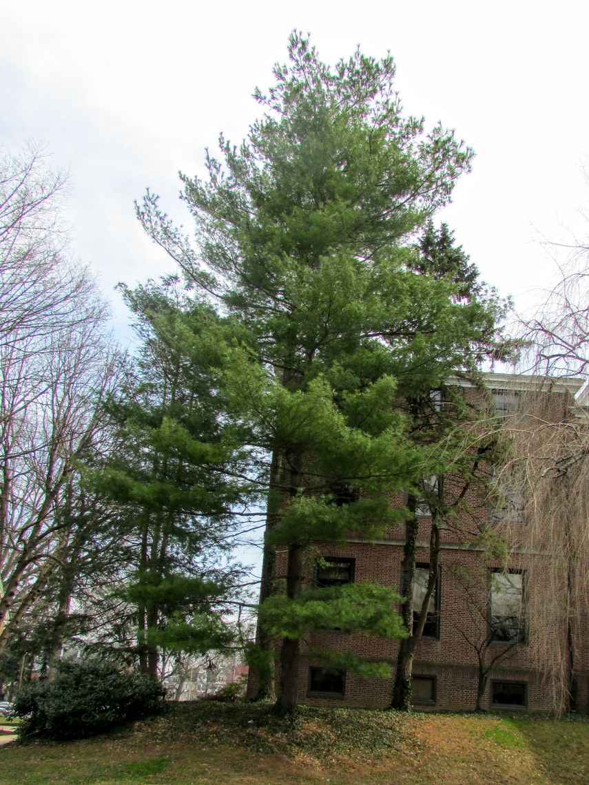 Eastern White Pine Tree