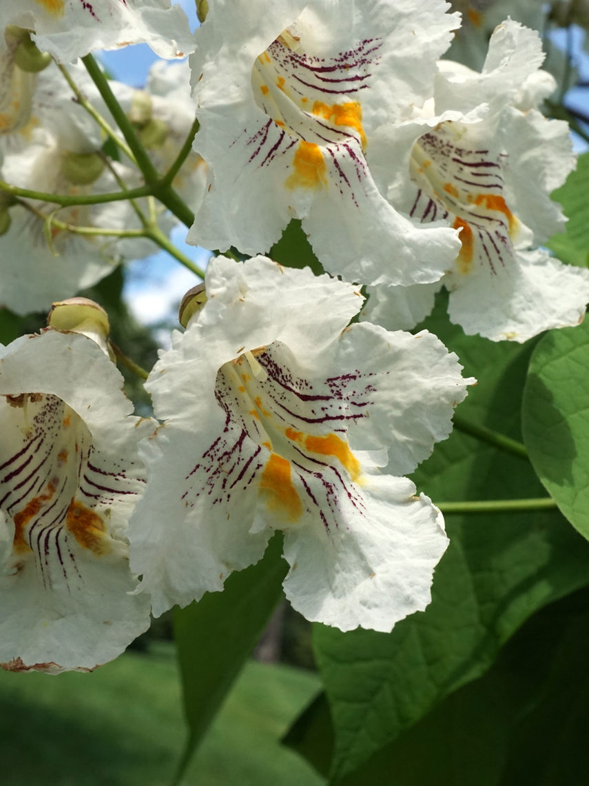 Northern Catalpa Flowers