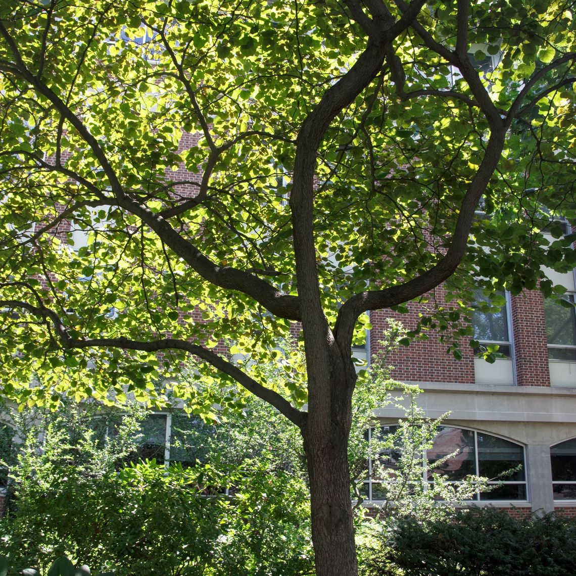 Eastern Redbud bark