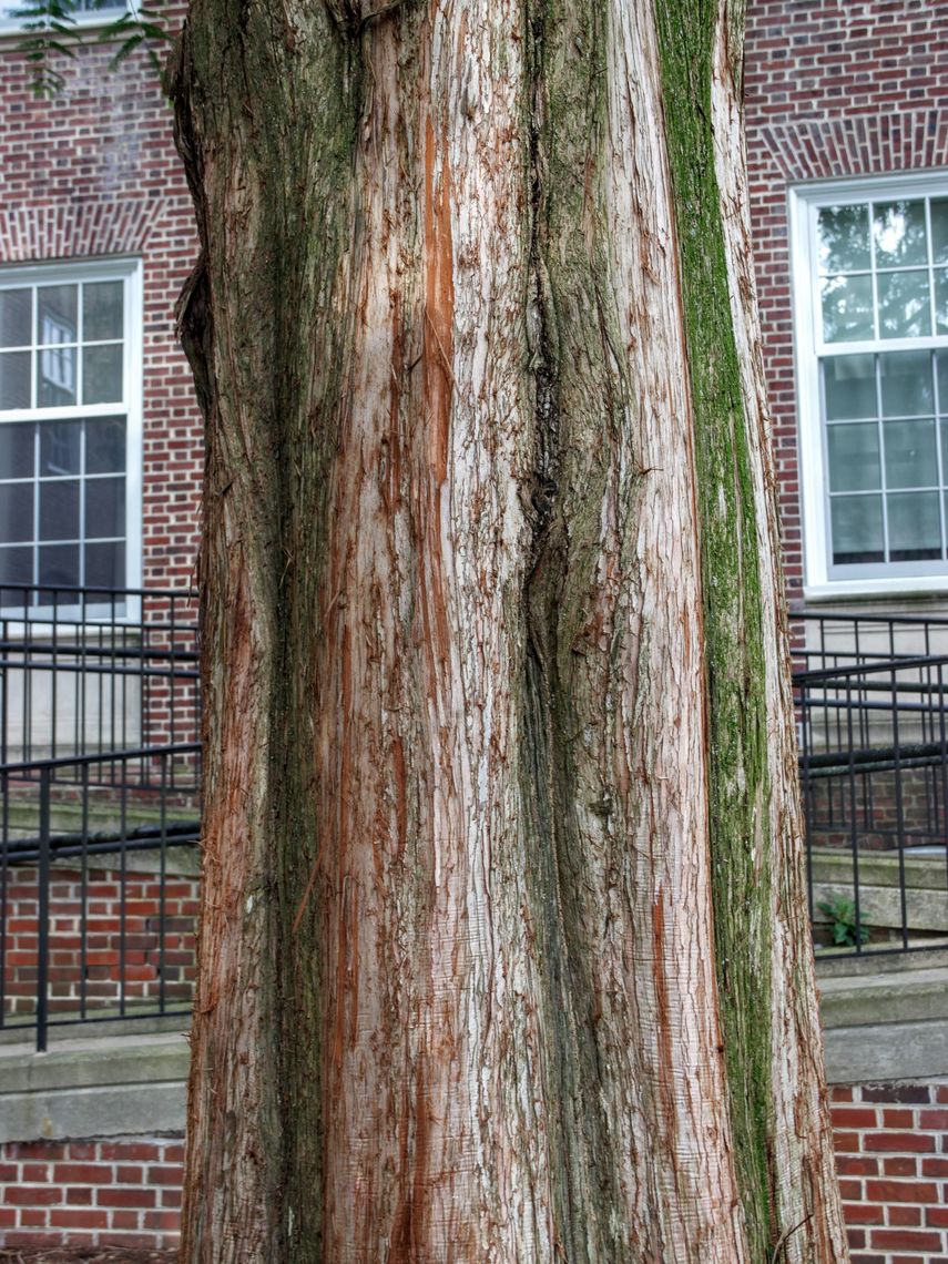 Dawn Redwood bark