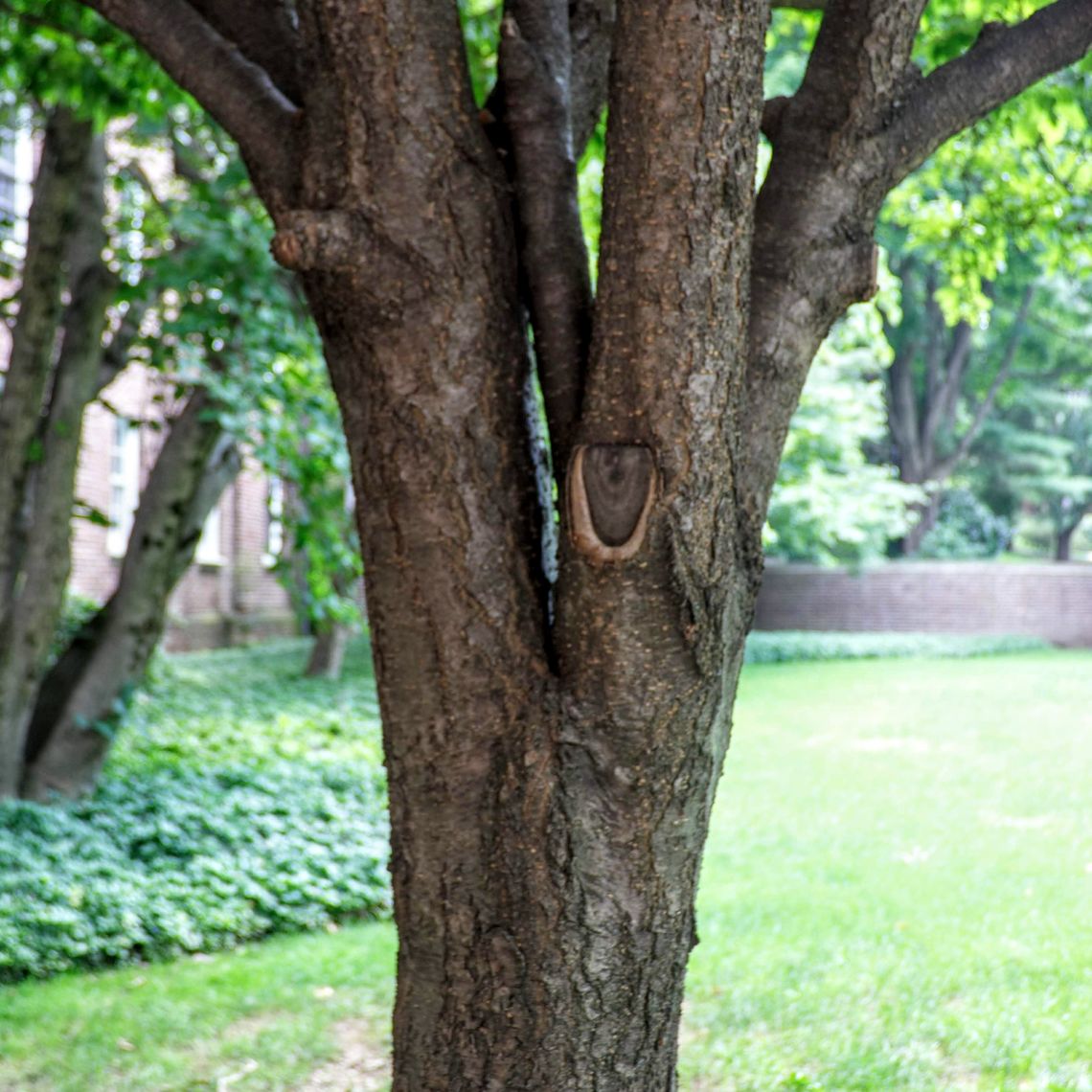 Japanese Tree Lilac Bark