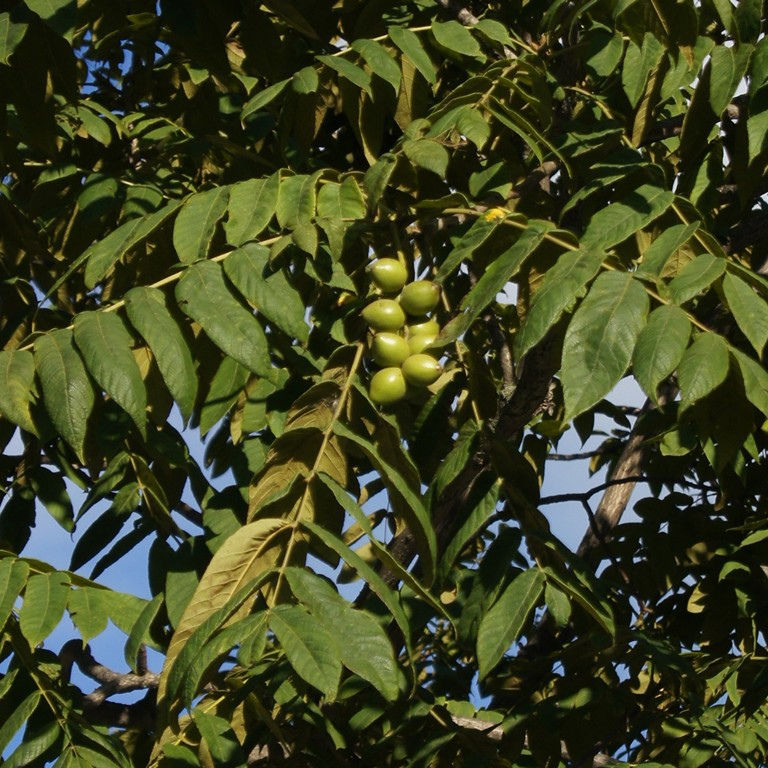 Japanese walnut leaves