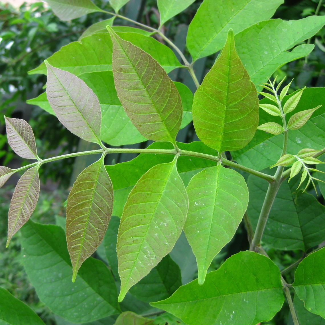 White Ash Leaves