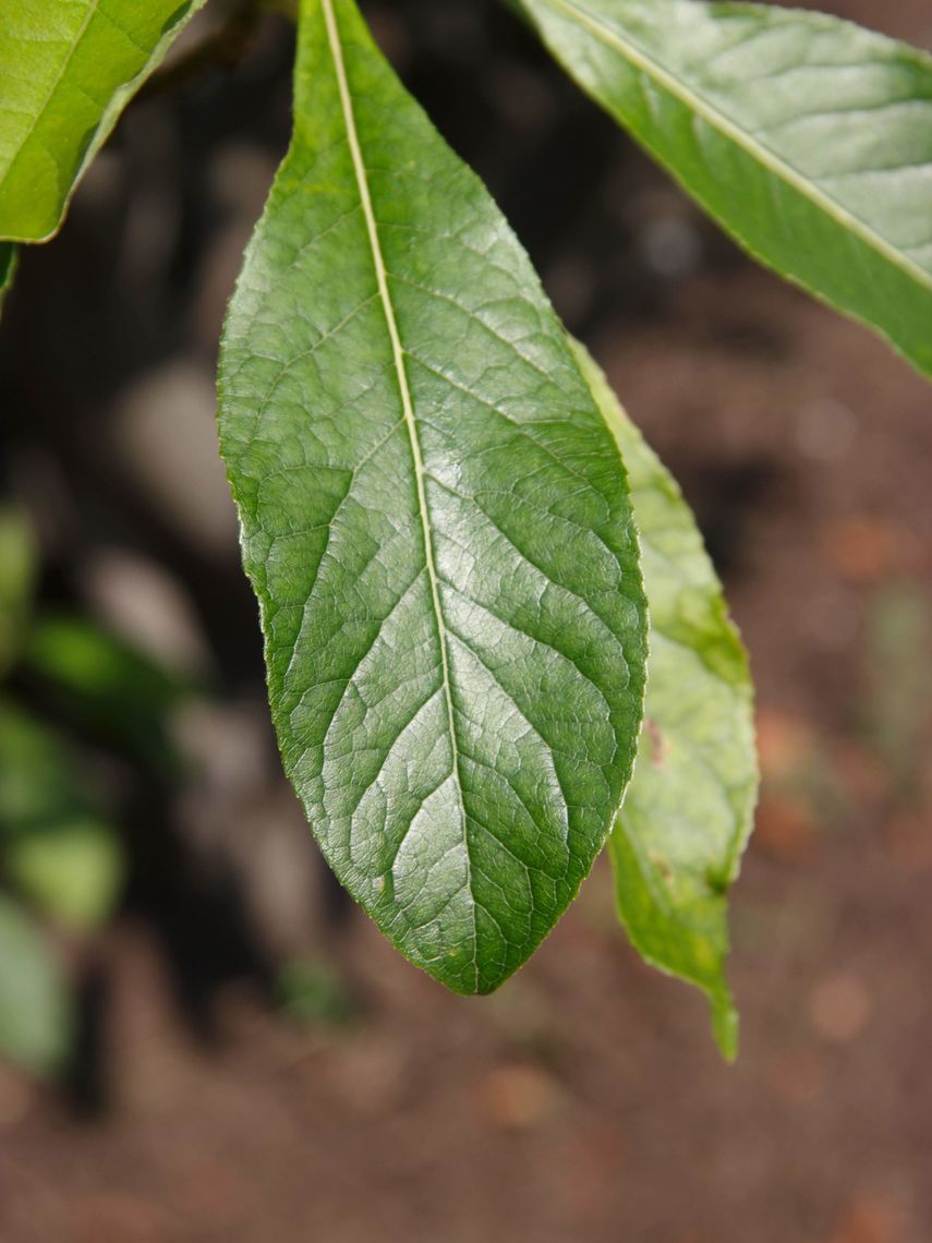 Franklinia Tree Leaf