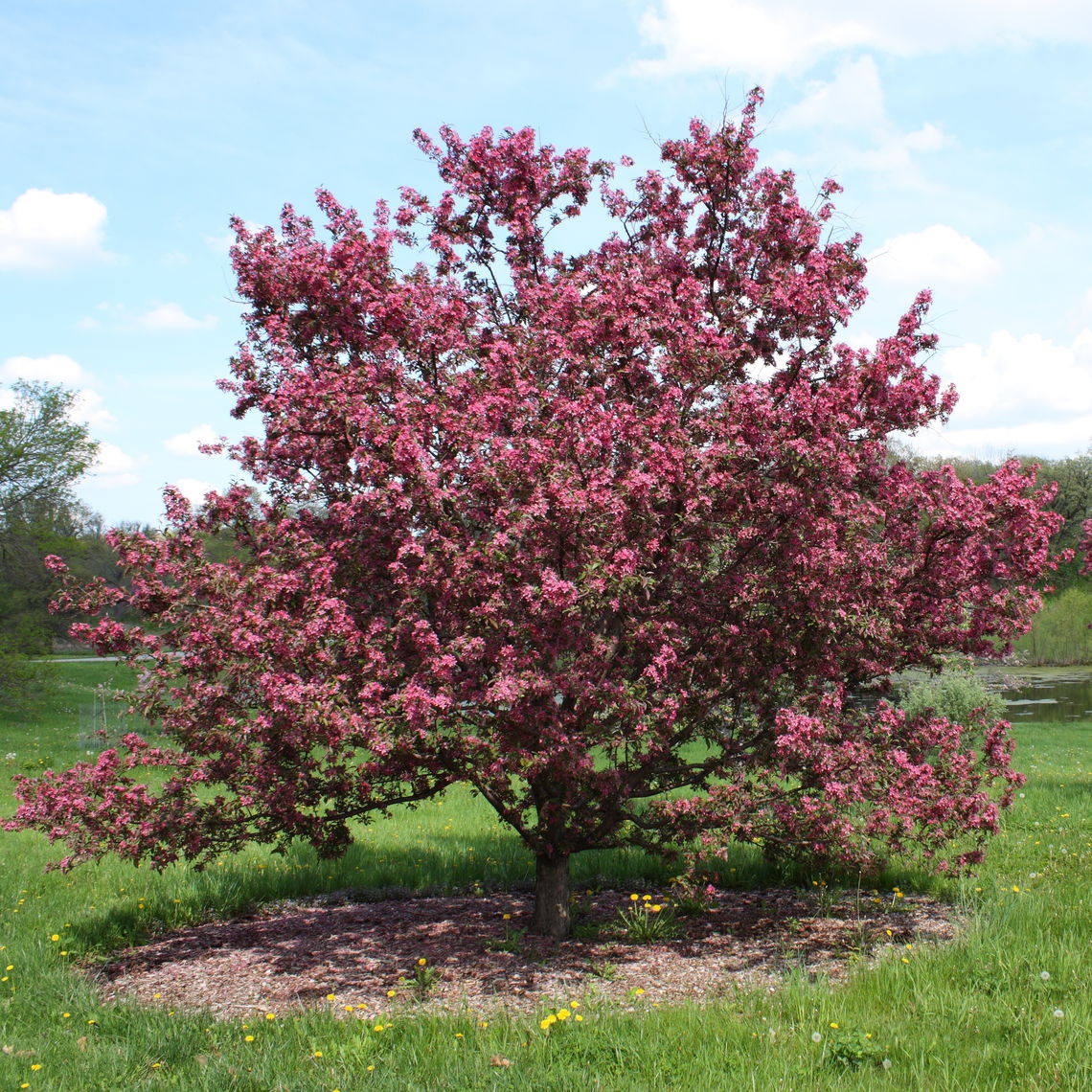 Purple Prince Crabapple Tree