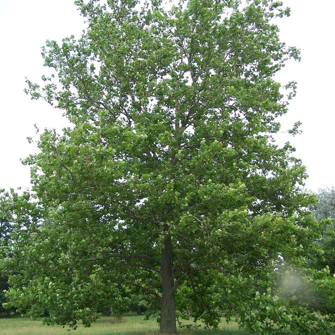 american sycamore