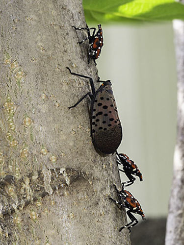 Spotted Lanternfly Adult and 4th Instar.  Photo from the USDA