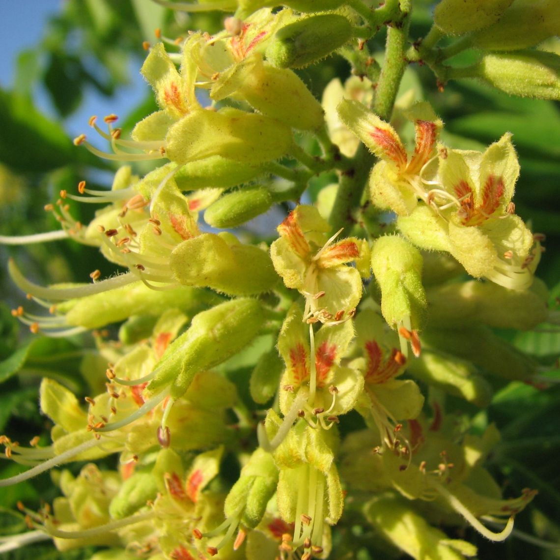 Ohio Buckeye Flower (Photo by Lisa Brown)