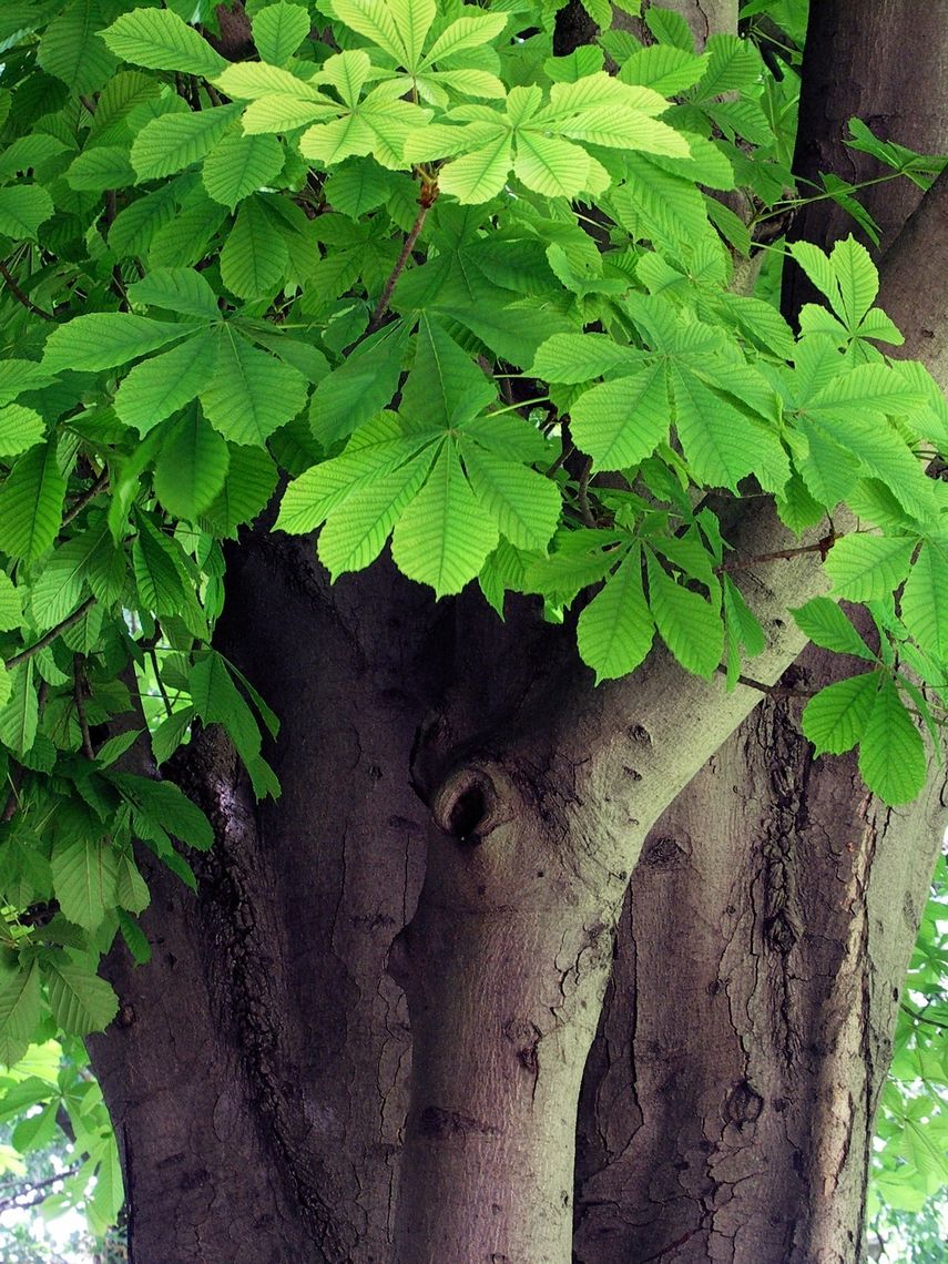 Horse Chestnut Leaves