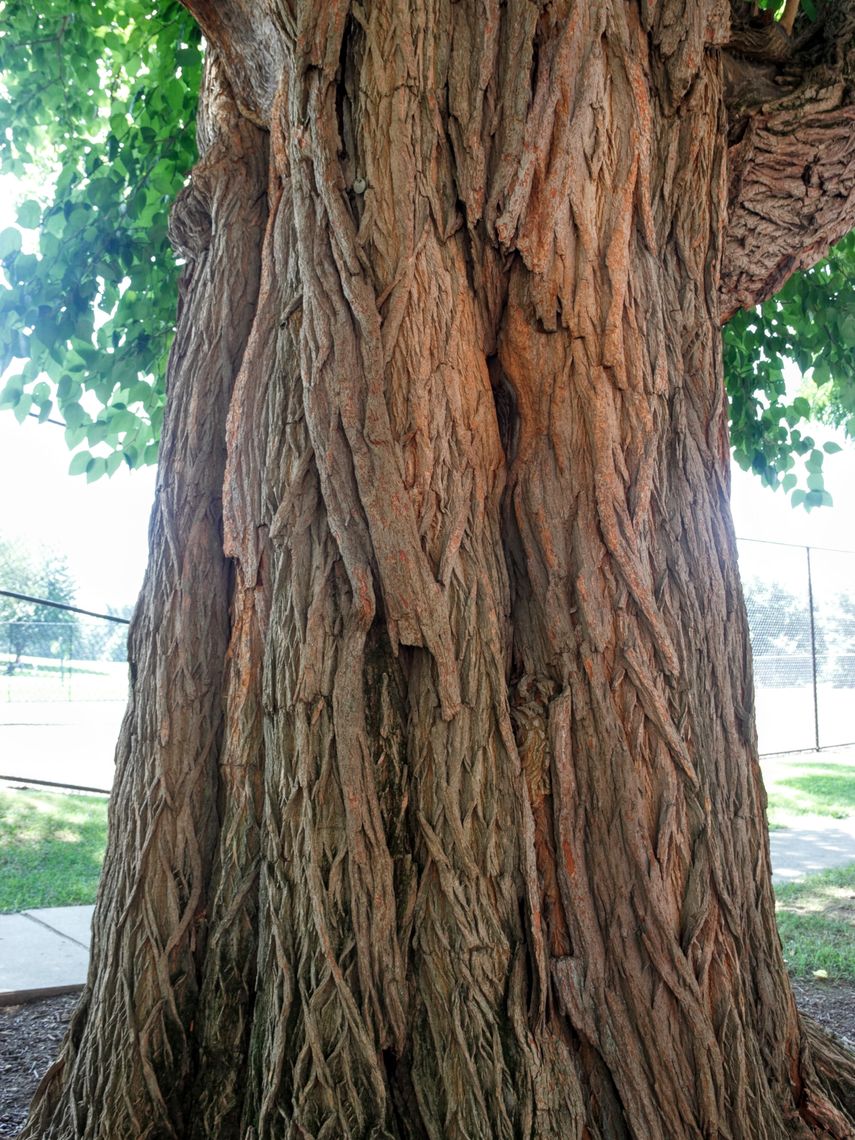 Osage Orange bark