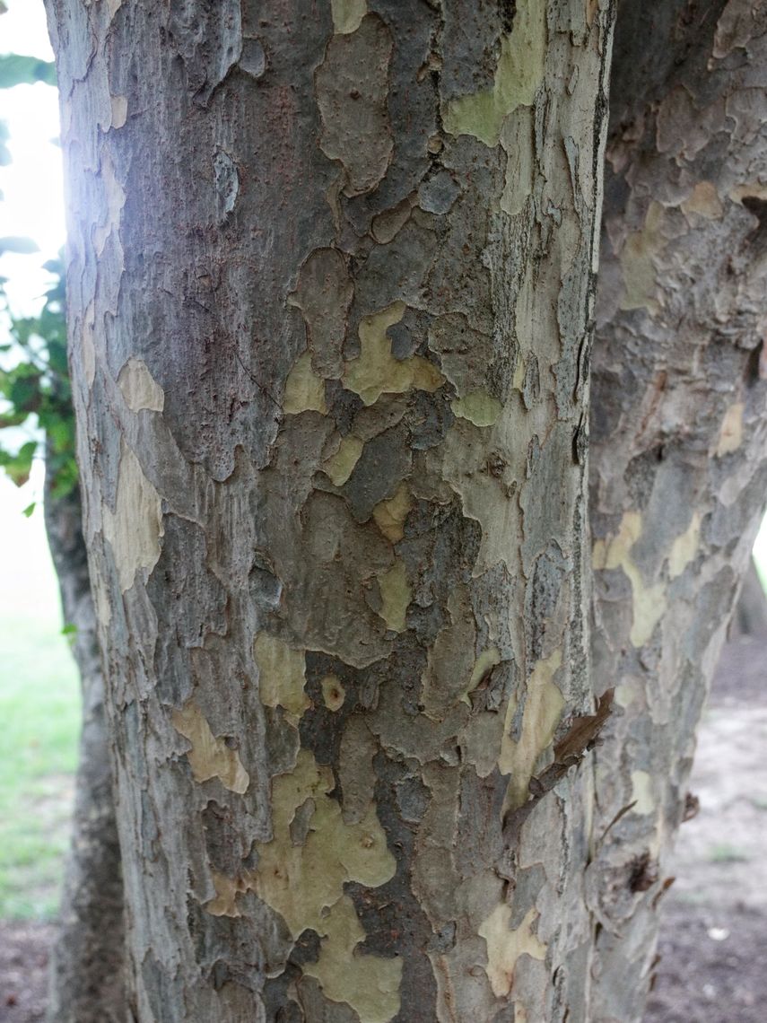 Persian Parrotia bark