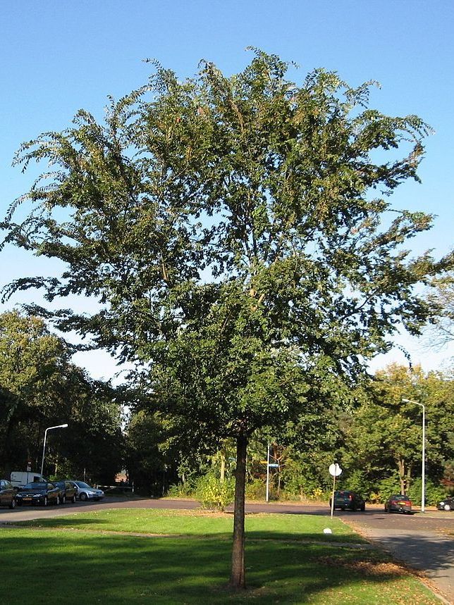 Chinese Elm