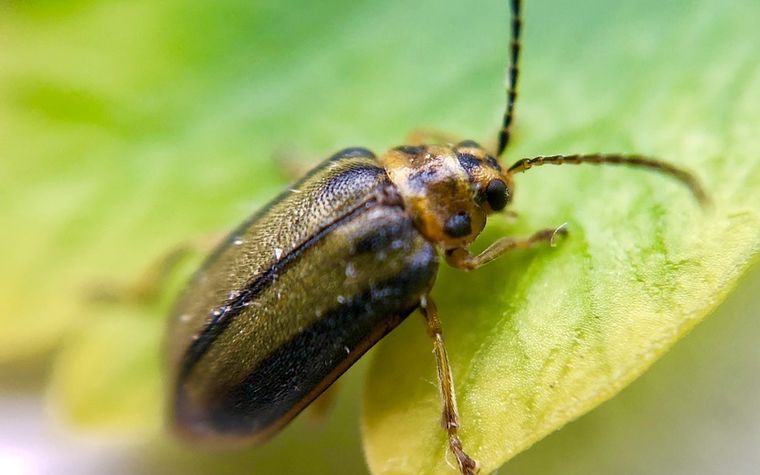 Elm Leaf Beetle Image