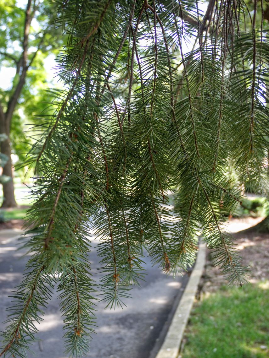 Fir Douglas Tree Needles