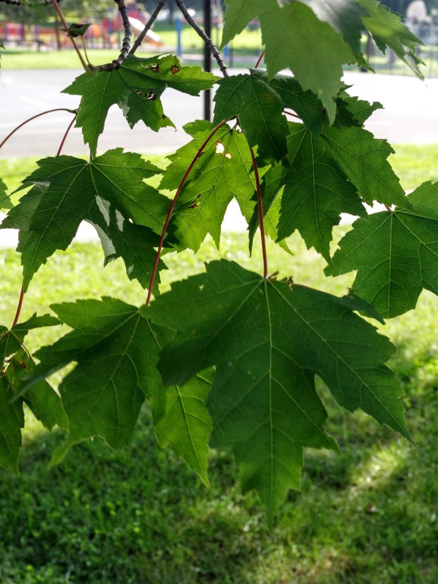 Sugar Maple leaves