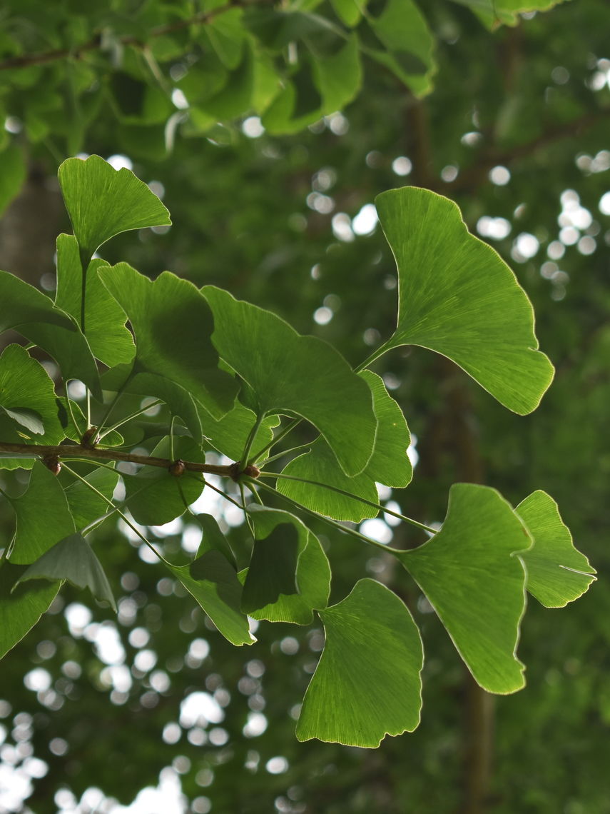 Ginko Leaves