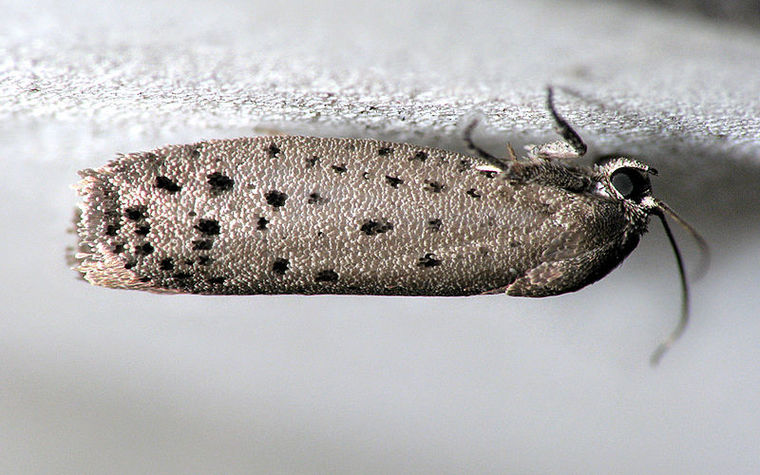 Mimosa Webworm Image