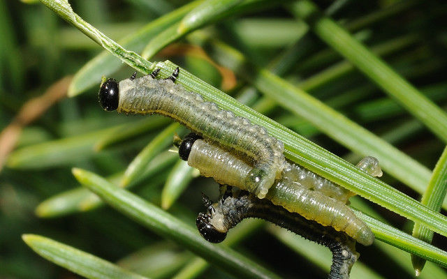 European Pine Sawfly Image