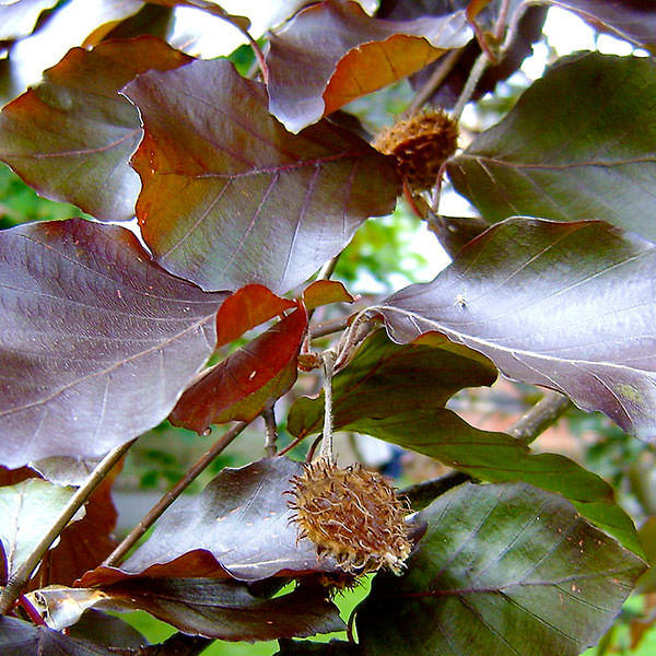 Rivers Purple Beech from http://www.majestictrees.co.uk/hedging/586-fagus-sylvatica-riversii-hedging