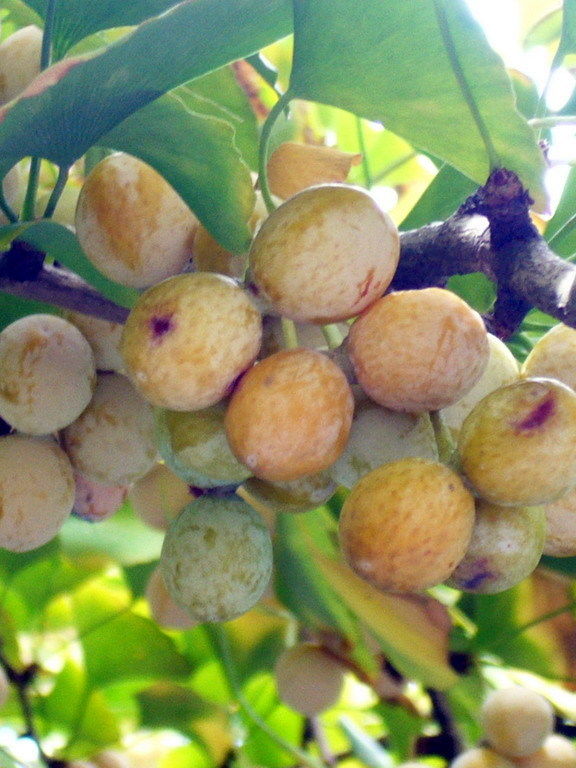 Mature Ginko Fruit