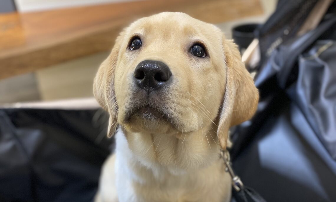 Aspen, a service dog  Mumenthaler is helping train as part of FRSD.