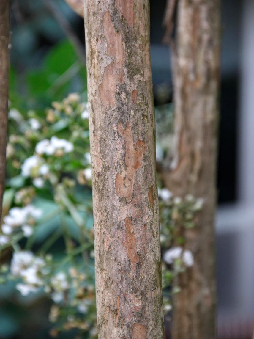 Crape Myrtle Bark