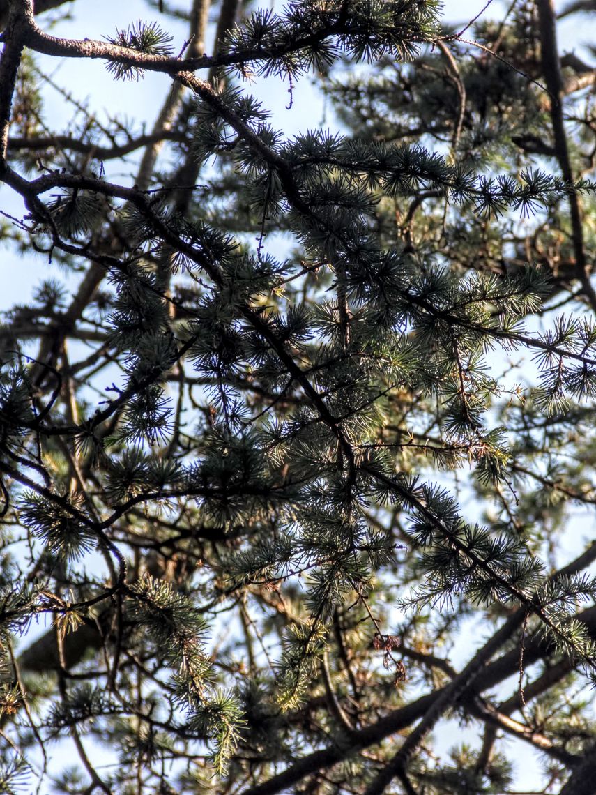 Atlas Cedar Needles