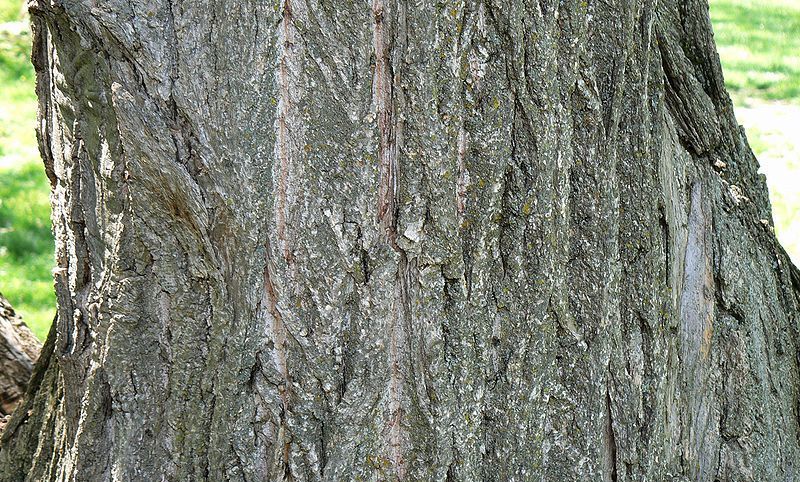 Chinese Chestnut Bark