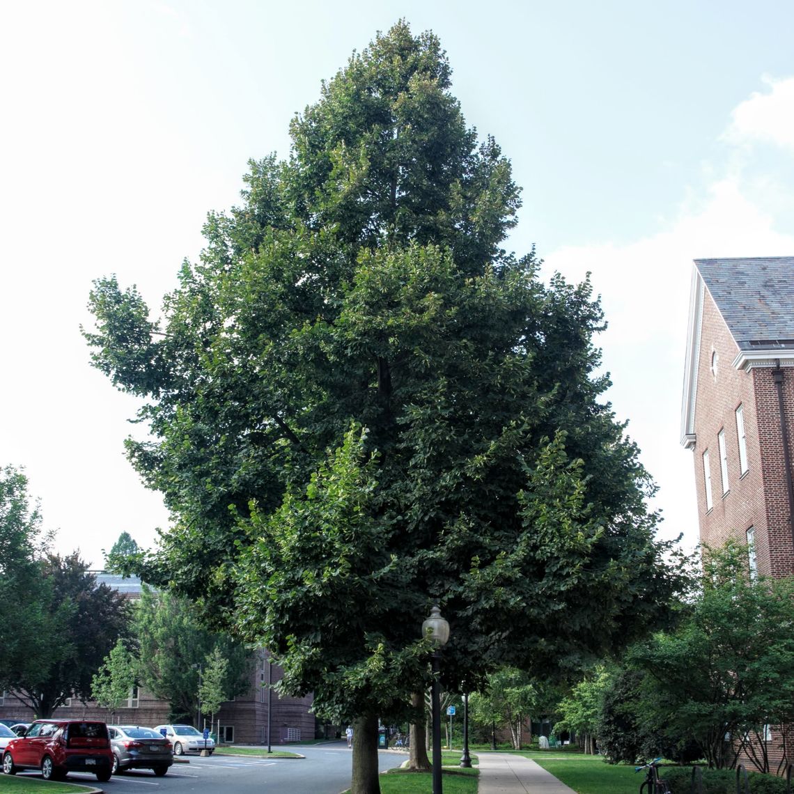 Eastern Cottonwood